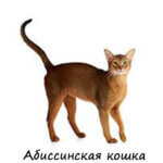 Абиссинская кошка