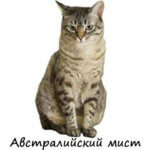 Австралийский Мист