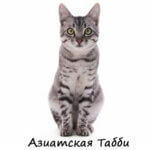 Азиатская Табби