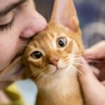 любимый абиссинский котенок