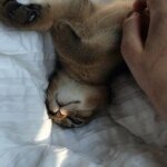 абиссинская кошка - полный релакс