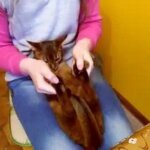 Абиссинец и хозяин