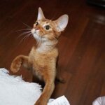 любопытство кота