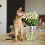 любитель цветов