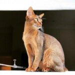 красота великая сила