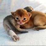 котенок абиссинской кошки