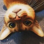 абиссинская кошка страна происхождения Эфиопия