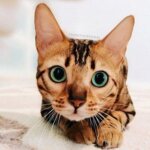 просто абиссинский красавец