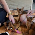 коллективная охота