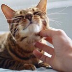приятное почесывание