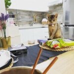 проверка покупок