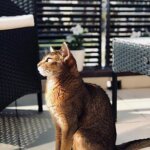 просто абиссинский кот