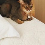 абиссинская кошка тут