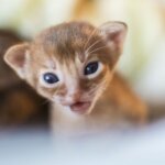 КОТЕНОК АБИССИНСКИЙ