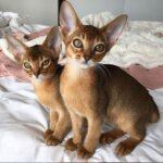 АБИССИНСКИЙ КОТЕНОК