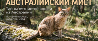 австралийский мист тайны породы
