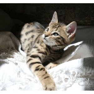 игривый котенок австралийца