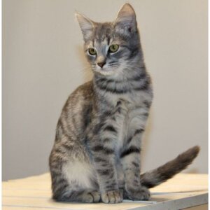 котенок