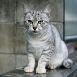 голубой окрас австралийского миста