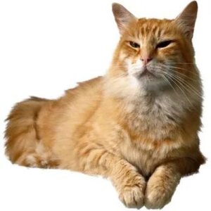 стандарт австралийского миста