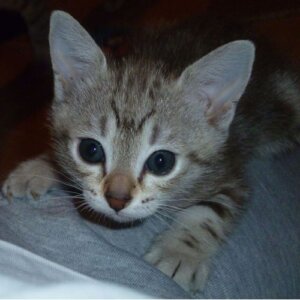 маленький австралийский котенок