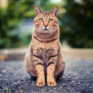 на прогулке с австралийским мистом
