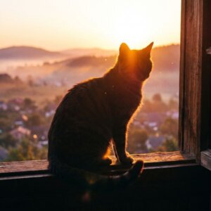 кошка азиатская табби сидит на подоконнике 