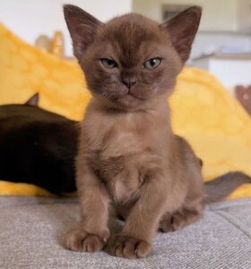 котенок 