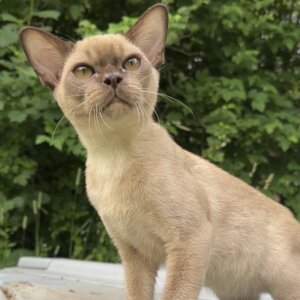 бурманская кошка
