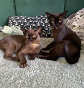 котята европейской бурманской породы шоколадный и черный