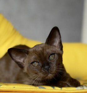 коричневый кот европейской бурманской породы