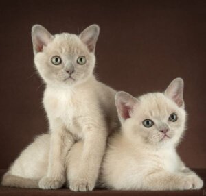 котята голубой бурмы