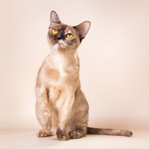 черепаховая бурманская кошка