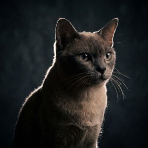 суровый черный бурманский котик