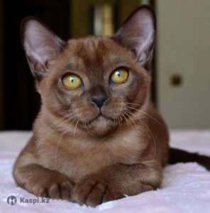 кошка бурма фото