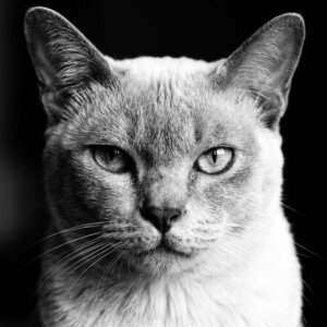 фото бурманского кота в черно-белом стиле