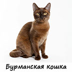 Бурманская кошка