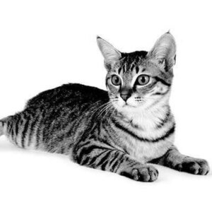 котенок - азиатская табби 