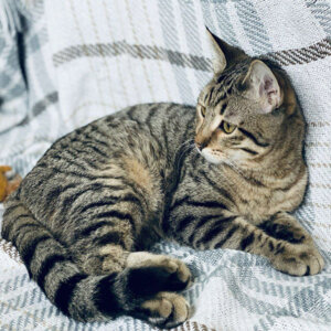 любимый кот
