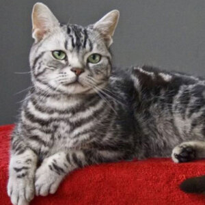 котище породы азиатская табби