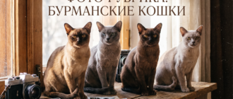 бурманская кошка фото