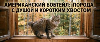 Американский бобтейл