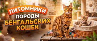 ПИТОМНИКИ Бенгальских кошек